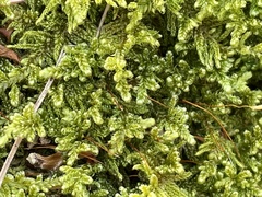 Callicladium imponens