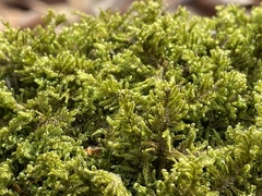 Callicladium imponens