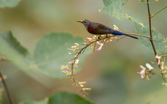 Aethopyga gouldiae