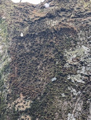 Syntrichia papillosa