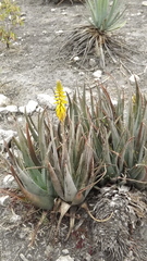 Aloe vera