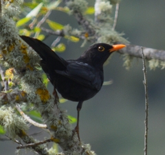 Turdus merula cabrerae