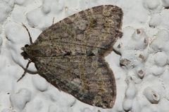 Hydriomena nubilofasciata