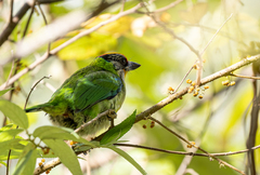 Psilopogon franklinii