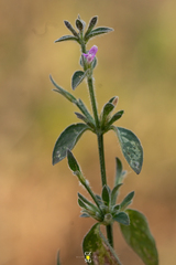 Dicliptera peduncularis
