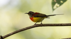 Aethopyga gouldiae
