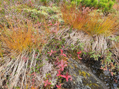 Trichophorum cespitosum