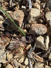 Sibara filifolia