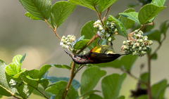 Aethopyga gouldiae