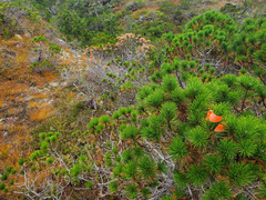 Pinus contorta contorta