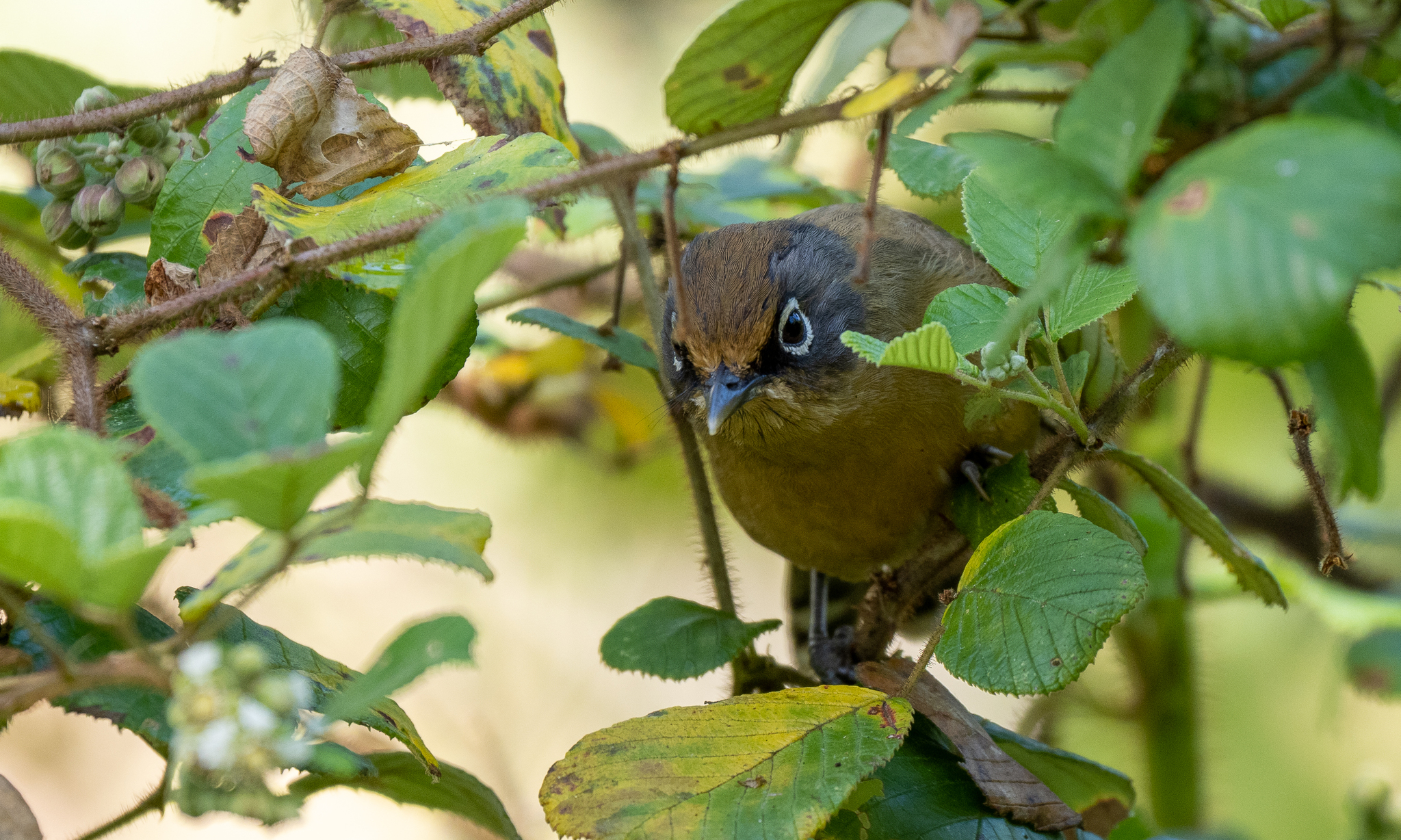Spectacled Barwing (Actinodura ramsayi), photo 5