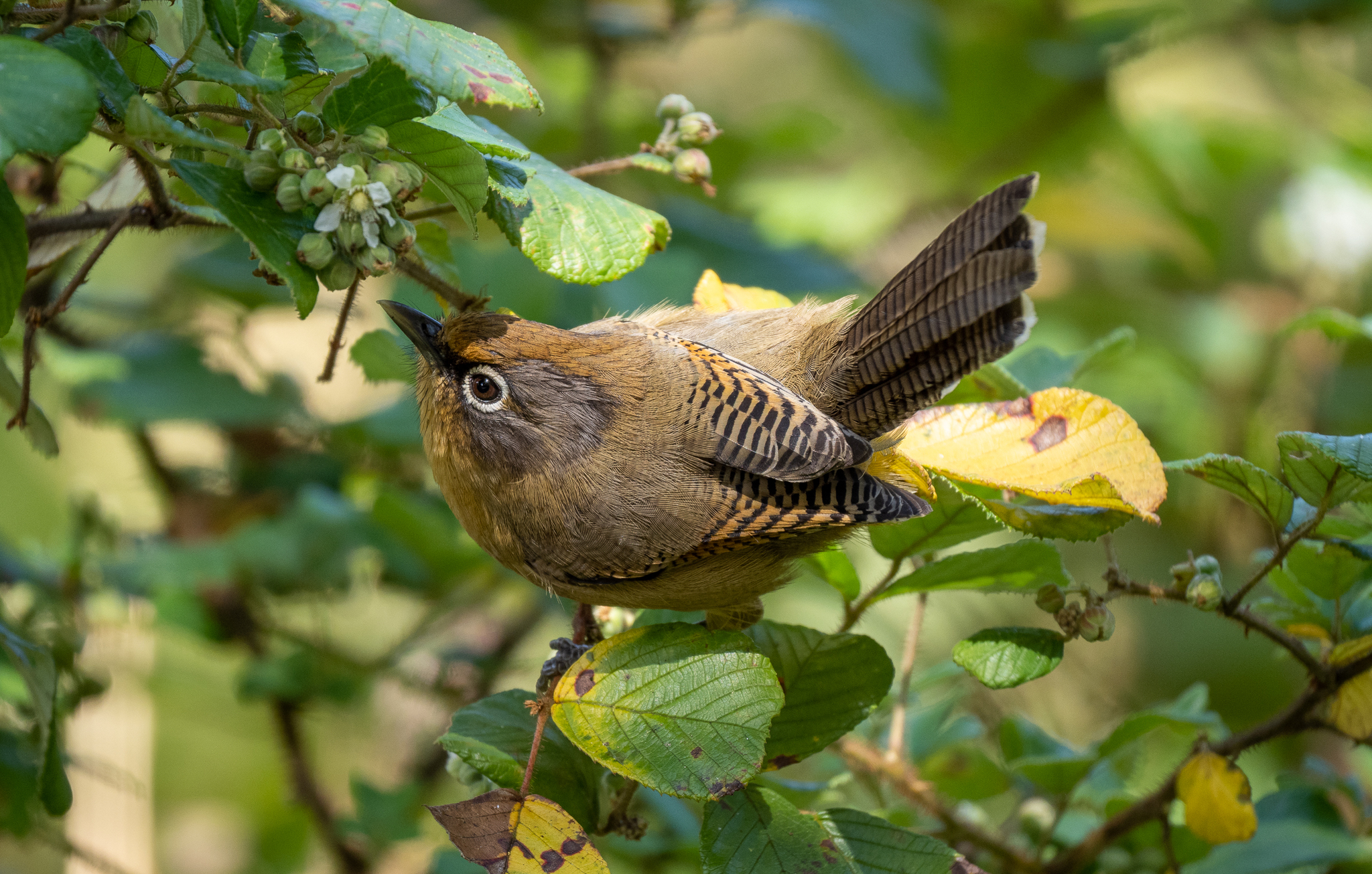Spectacled Barwing (Actinodura ramsayi), photo 6