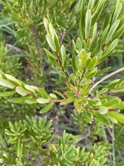 Leucopogon parviflorus