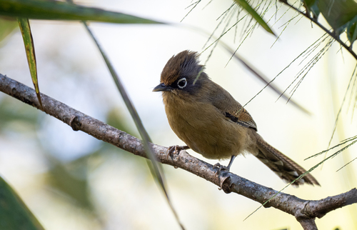 Spectacled Barwing (Actinodura ramsayi), photo 10