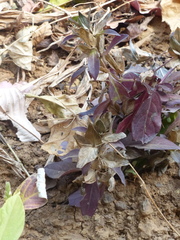 Barleria prattensis