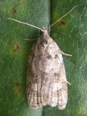 Acleris gloveranus