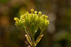 Kalanchoe longiflora