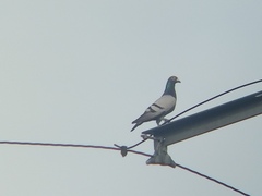 Columba livia domestica