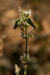 Dicliptera peduncularis