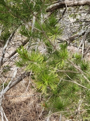 Pinus remota