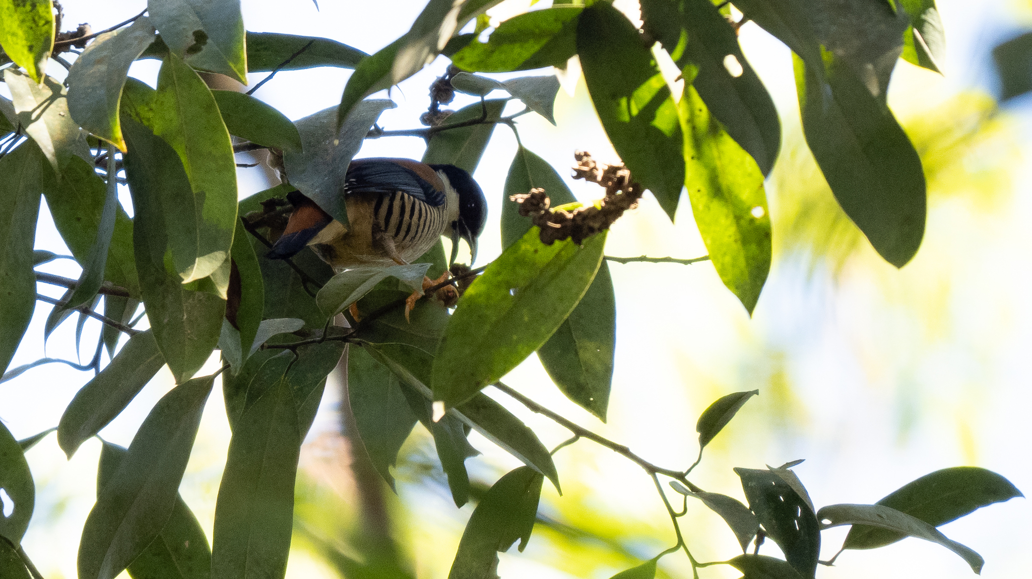 Himalayan Cutia (Cutia nipalensis), photo 6