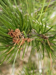 Pinus remota