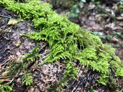 Kindbergia oregana