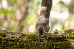 Pterorhinus sannio