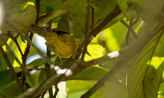 Cyanoderma chrysaeum