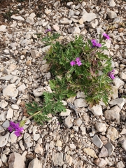 Glandularia tumidula