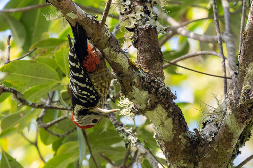 Stripe-breasted Woodpecker (Dendrocopos atratus), photo 8