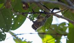 Tamiops mcclellandii