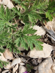 Glandularia tumidula