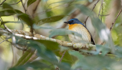 Cyornis whitei