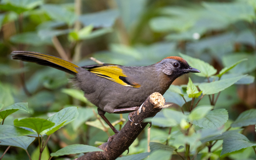 Silver-eared Laughingthrush (Trochalopteron melanostigma), photo 8