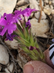 Glandularia tumidula