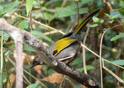 Silver-eared Laughingthrush (Trochalopteron melanostigma), photo 9