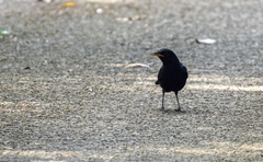 Myophonus caeruleus eugenei