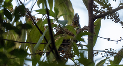 Pycnonotus striatus paulus