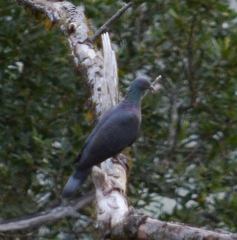Columba bollii