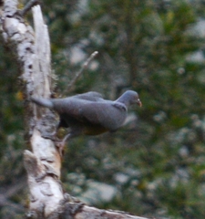 Columba bollii