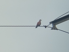 Streptopelia tranquebarica