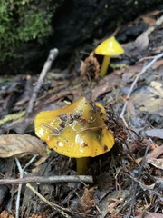 Hygrocybe singeri