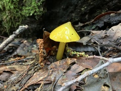 Hygrocybe singeri