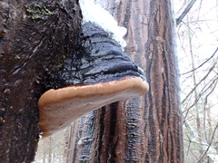 Phellinus alni