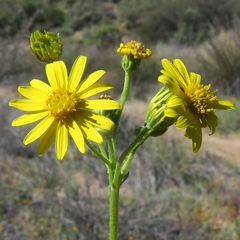 Osteospermum microcarpum