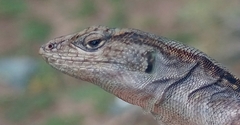 Liolaemus parvus