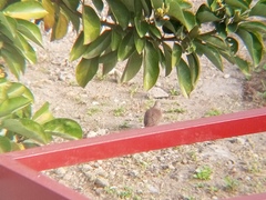Streptopelia chinensis