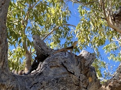 Diporiphora perplexa