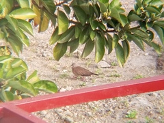 Streptopelia chinensis